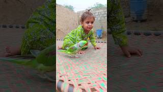 Cute baby parrot playing with Eliza parrot [upl. by Jodi595]