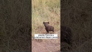 Un chiot effrayé retrouve sa mère grâce à un homme bienveillant shorts [upl. by Keslie]