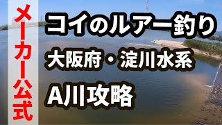 【鯉のルアー釣り】大阪府・淀川水系 Ａ川攻略 [upl. by Naaitsirhc]