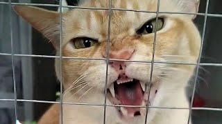 Very angry cat hissing compilation 7 [upl. by Ocirderf608]