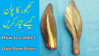 How to Collect Date Palm Pollen  Khajoor ka pollen kasay bnayen UrduHindi [upl. by Bakki354]