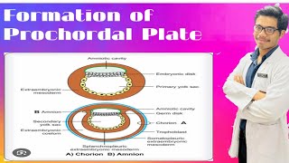 Formation of Prechordal Plate Formation of Amnion and Chorion [upl. by Linnell528]