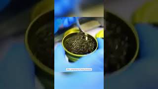 Why Caviar is So Expensive The Process of Harvesting Sturgeon Eggs shorts [upl. by Natividad90]