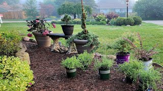 Prepping for the Garden Tour amp A Unique Plant Haul CHAD Made Me 🌻😆🌸 [upl. by Yart]