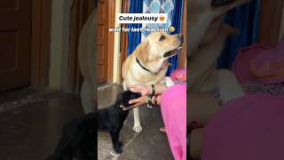 Jealousy 😍  labra rubi  youtubeshorts shorts labrador doglover cute trending viralshorts [upl. by Columbyne65]