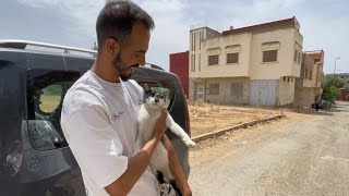 Oreo the cat does not care about love as much as he cares about food inside the car [upl. by Salita209]