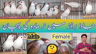 How To Identification MaleFemale In Java Sparrow  Difference between Male Female In Java [upl. by Godric102]