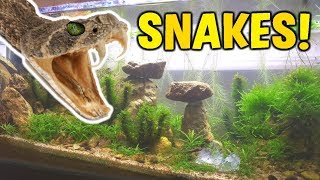 Adding quotRATTLESNAKESquot To DESERT AQUARIUM [upl. by Barclay]