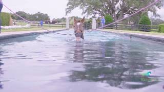 Horse swimming at Equine Performance Center [upl. by Rosemary]