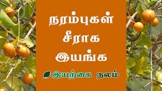 Etti Maram  Etti maram Benefits  Yetti Maram  எட்டி  எட்டி காய்  எட்டி மரம் பயன்கள் [upl. by Moskow]