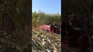 The process of tearing down corn stalks and burning them [upl. by Anhej]