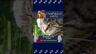 Symptoms of Feline Distemper  Parvovirus Symptoms Cats  shorts shortvideo short [upl. by Coralie]