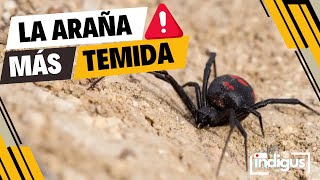 ¿ Es la VIUDA NEGRA la araña MAS PELIGROSA del mundo [upl. by Goldy23]