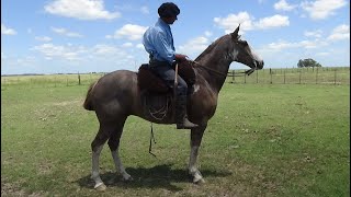 Caballo overo rosillo  3600000  LOSEQUINOSCOM [upl. by Anerom481]