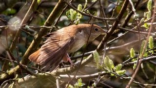 Nightingale Luscinia megarhynchos [upl. by Ahgiela]