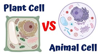 How plant cells are different from animal cells  Plant Cell vs Animal Cell [upl. by Acisset878]