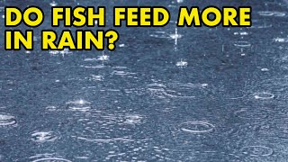 Do Fish Feed More in Rain  UK FISH MYTHS [upl. by Leelahk839]