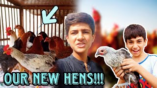 🐔 We Bought New Hens  MH Khan Vlogs 🐔  Chickens  Hens [upl. by Ylas118]