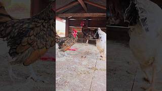 Chicken farm in twostory wooden house chickens chickenlover chickenfarm pet [upl. by Bellda]