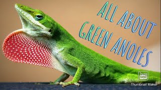 Green Anole Care Guide and Facts [upl. by Erny]