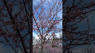 Nectarine flowers in full bloom [upl. by Annahsohs]