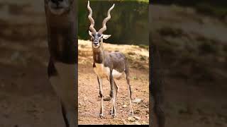 Blackbuck video  blackbuck  काला हिरण birds animalsounds [upl. by Joel]