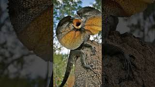 🦎●⁸•¹ Frillneck Lizard Frilled Lizard Chlamydosaurus kingii  Observed in Description [upl. by Dee Dee]