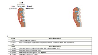 USMLE ACE Video 196 Adult Derivatives of Branchial Clefts Arches and Pouches [upl. by Lohcin]