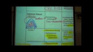 ANATOMY ENDOCRINE SYSTEM by Professor Fink [upl. by Lleddaw57]