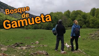 BOSQUE DE GAMUETA VALLE DE ANSÓ HUESCA [upl. by Arahat]