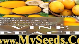 VINE PEACH Melons  Cucumis melo Seeds  TASTE JUST LIKE MANGO [upl. by Grannia]