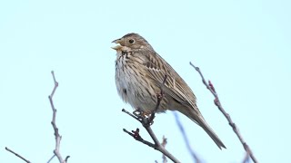 Strillozzo Emberiza calandra [upl. by Atiuqrehs]