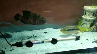 Oscar vs Salvini  Territorial aggression  Cichlids [upl. by Siddon]