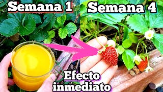 9 de cada 10 personas admiran este abono casero organico para plantas Fertilizante de floracion [upl. by Steffy398]