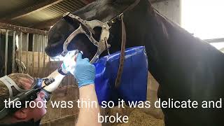 Horse has wolf teeth removed by vet viewer discretion if you dont like dentists [upl. by Morse]