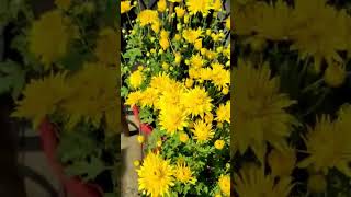 chrysanthemum bloomingchrysanthemumflower shortskabbuterracegarden viralvideo [upl. by Cirone]