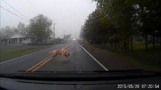 Large Dog Gets HIT by a Car GRAPHIC VIDEO [upl. by Nnylodnewg110]