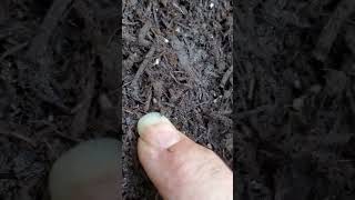 Backyard bug hunt  termites in mulch [upl. by Adnahcir841]