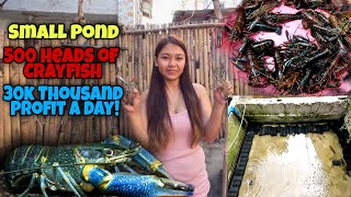 Small Pond500 Heads of CRAYFISH30THOUSAND PROFIT A DAY300 THOUSAND A MONTHCRAYFISH FARMING😱😱 [upl. by Antin]