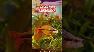 AMAZING Goyder River Rainbowfish in Planted Tank [upl. by Dorrej]