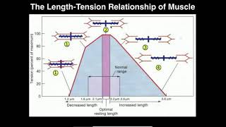 Exercise Physiology  Skeletal Muscle LengthTension Relationship [upl. by Solenne124]