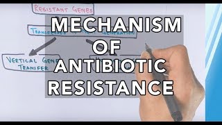 Mechanism of Antibiotic Resistance [upl. by Roter]