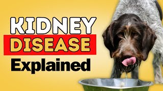 Kidney Disease in Dogs and Cats Signs and Natural Solutions [upl. by Aitam]