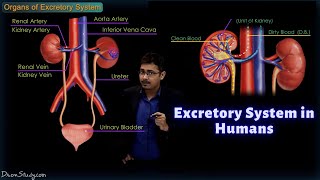 Excretory System in Humans  CBSE Class 10 Science Biology  Toppr Study [upl. by Arrad404]