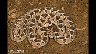 More info on the common Rhombic Eggeater Dasypeltis scabra [upl. by Atinehc372]