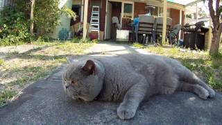 My British Shorthair Shinobi getting a brush [upl. by Acissej]