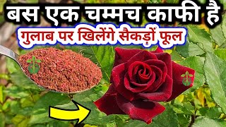 BEST HOMEMADE FERTILIZER FOR ROSE PLANTRose plant care amp growing tipsगुलाबGulab ki Care [upl. by Corel]