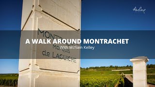 A walk around Montrachet with William Kelley [upl. by Chrystel909]