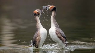 Great crested grebe Podiceps cristatus dance and display [upl. by Caterina]