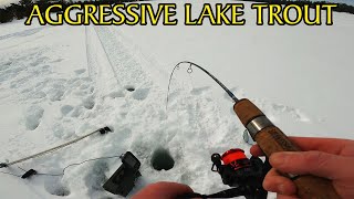 Lake Trout Ice Fishing Success  Lake Temagami [upl. by Olenolin]